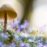 PS顶级魔法光特效插件,秒变魔法师