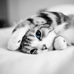 手机摄影教程，如何用iPhone拍摄更更逼格的照片！