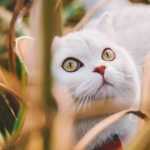 高端手机摄影教程，教你如何用手里的工具拍出时尚大片！