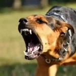 音效素材-狗叫打架音效BOOM Library Dogs