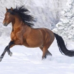 音效素材-马相关音效BOOM Library Horses