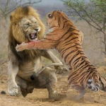 音效素材-猫科动物老虎狮子音效BOOM Library Wildcats Tigers Lions