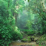 音效素材-热带雨林Boom Library Tropical Forests