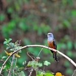 音效素材-山谷动物鸣叫音效Boom Library Canyons