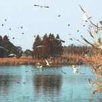 【湿地环境 5.0立体声音效】Boom Library Wetlands Stereo and Surround