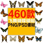 飞舞蝴蝶蜻蜓装饰PNG免抠合成素材立体仿真唯美图片PSD后期设计
