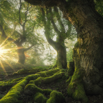 重返黑暗森林’风光摄影后期全流程-中英字幕