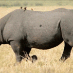 超4000款AE插件合集，好用到爆！！