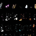 多彩蝴蝶照片叠层素材PNG