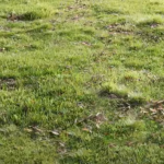 Blender插件-三维花草植物生成工具 Scatter V5.2