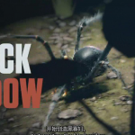 C4D教程 – 蜘蛛建模贴图C4D绑定动画教程(中英字幕)