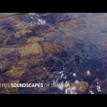 88组夏天宁静夏日季节大自然户外森林环境氛围无损背景音效