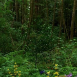 森林花草树木平移镜头高清实拍视频素材1080P