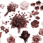 各种玫瑰花PS笔刷素材