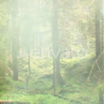 视频素材-83个自然柔和温暖散景光斑特效动画