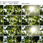 树间阳光高清实拍视频素材1080P