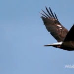 AE/PR/达芬奇插件视频智能锐化清晰插件 Samurai 1.2.3 Mac支持苹果芯片