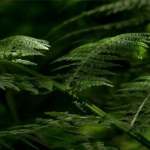 森林特写镜头高清实拍视频素材1080P