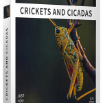 丛林蟋蟀,蝉和蚱蜢常见昆虫不同的声音,设计师配音音效素材