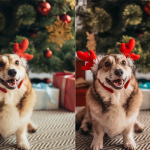 冬季圣诞节摄影后期人像调色Lightroom预设