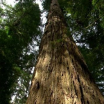 参天大树高清实拍视频素材1080P