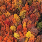 16G航拍秋天森林景色落叶高清实拍视频素材合辑