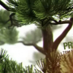 AE模板-盆栽松树三维旋转文字标题创意展示动画片头