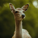 44个索尼Cine2电影大片调色LUT预设