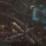 自然景观森林电影无人机LUT预设