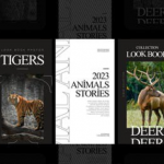 PR相册Instagram故事社交媒体展示模版