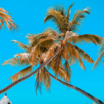 马尔代夫旅拍电影风光LR调色预设