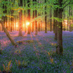 森林风光摄影教程-中英字幕