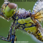 微距摄影大师班课程-中英字幕