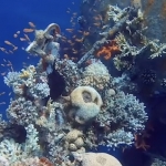 水下摄影电影视频调色LUT预设