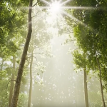 Blender插件-植物花草树木自然环境资产预设库 Arborea v1.03 Pro