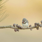摄影师 Jan Wegener 惊艳的鸟类摄影及后期处理教程-中英字幕