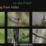 AE-网格锚点智能分布对齐工具 Layout v1.0.3