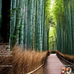 ps-功能强大的照片滤镜调色特效软件 ON1 Effects 2026.2